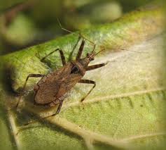 Attēlu rezultāti vaicājumam “Himacerus apterus”