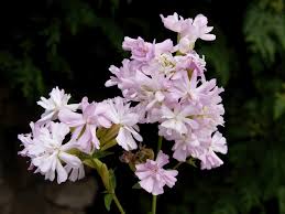 Attēlu rezultāti vaicājumam “Saponaria officinalis flower”