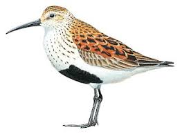 Attēlu rezultāti vaicājumam “Calidris alpina”