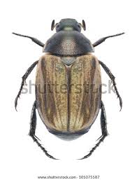 Attēlu rezultāti vaicājumam “Anomala dubia”