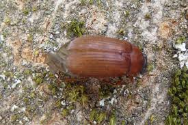 Attēlu rezultāti vaicājumam “Serica brunnea imago”