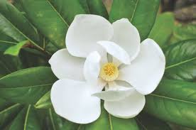 Attēlu rezultāti vaicājumam “Magnolia”