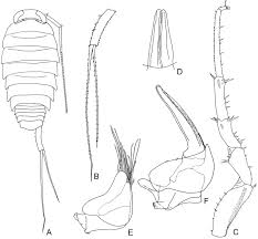 Attēlu rezultāti vaicājumam “Oniscoidea”