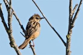 Image result for Cisticola juncidis
