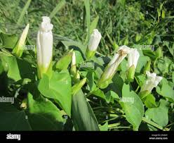 Attēlu rezultāti vaicājumam “Calystegia sepium fruit”
