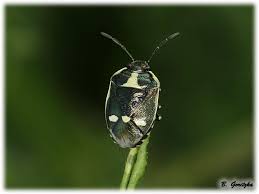 Attēlu rezultāti vaicājumam “Eurydema oleracea”