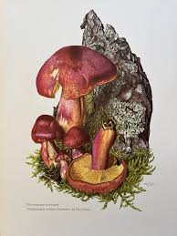 Attēlu rezultāti vaicājumam “Tricholomopsis rutilans”