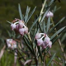 Attēlu rezultāti vaicājumam “Andromeda polifolia bud”