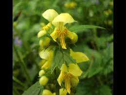 Attēlu rezultāti vaicājumam “Lamiastrum galeobdolon bud”