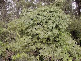 Attēlu rezultāti vaicājumam “Lonicera xylosteum”