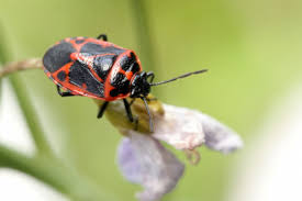 Attēlu rezultāti vaicājumam “Eurydema dominulus”