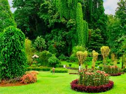 Image result for шри ланка королевский ботанический сад