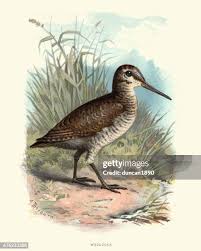 Attēlu rezultāti vaicājumam “Scolopax rusticola juvenile”