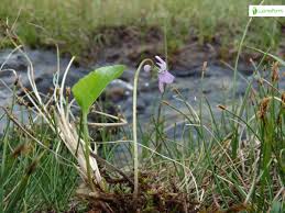 Attēlu rezultāti vaicājumam “Viola epipsila flower”