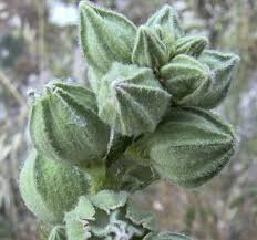 Attēlu rezultāti vaicājumam “Alcea rosea bud”
