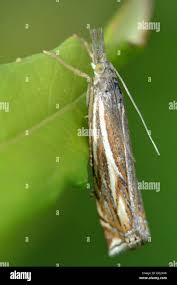 Attēlu rezultāti vaicājumam “Crambus lathoniellus”