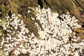 Attēlu rezultāti vaicājumam “Trichia varia spores”