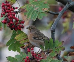 Attēlu rezultāti vaicājumam “Fringilla montifringilla female”