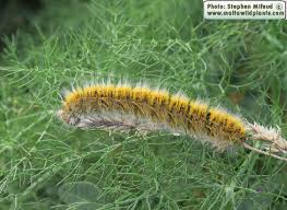 Attēlu rezultāti vaicājumam “Lasiocampa trifolii male”