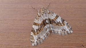 Attēlu rezultāti vaicājumam “Trichopteryx carpinata”