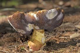 Attēlu rezultāti vaicājumam “Hypomyces chrysospermus”