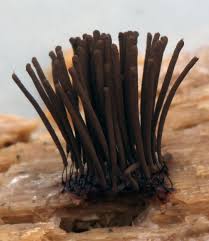 Attēlu rezultāti vaicājumam “Stemonitis virginiensis”