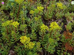 Attēlu rezultāti vaicājumam “Sedum aizoon fruit”