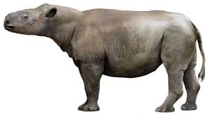 Attēlu rezultāti vaicājumam “Aphodius subterraneus imago”