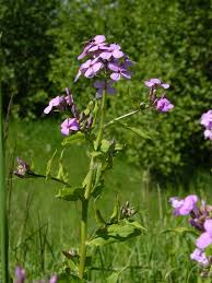 Image result for Hesperis matronalis