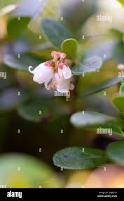 Attēlu rezultāti vaicājumam “Vaccinium vitis-idaea flower”