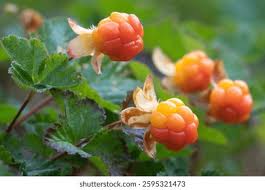 Attēlu rezultāti vaicājumam “Rubus chamaemorus fruit”