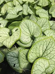 Image result for Brunnera `Jack Frost`