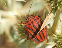 Attēlu rezultāti vaicājumam “Graphosoma lineatum”