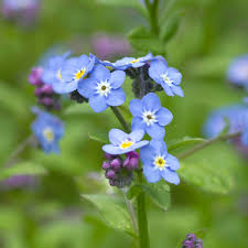 Image result for Vergissmeinnicht