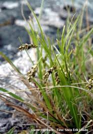 Attēlu rezultāti vaicājumam “Carex capillaris”
