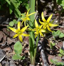Attēlu rezultāti vaicājumam “Erysimum hieracifolium flower”