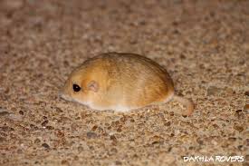 Image result for Gerbil