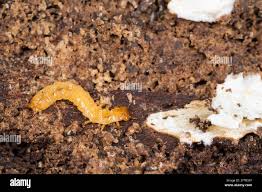 Attēlu rezultāti vaicājumam “Schizotus pectinicornis”