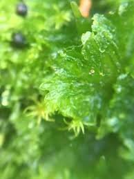 Attēlu rezultāti vaicājumam “Anthocerotopsida”