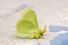 Attēlu rezultāti vaicājumam “Lasiocampidae”