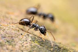 Attēlu rezultāti vaicājumam “Lasius fuliginosus”