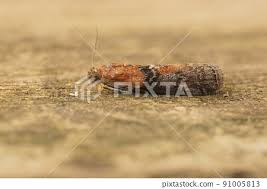 Attēlu rezultāti vaicājumam “Sciota adelphella”