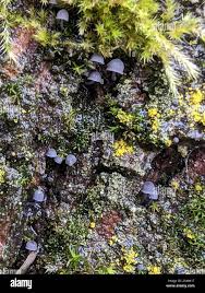 Attēlu rezultāti vaicājumam “Mycena pseudocorticola”
