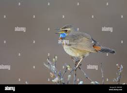 Attēlu rezultāti vaicājumam “Luscinia svecica adult”