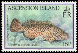 Image result for Epinephelus adscensionis