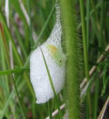 Attēlu rezultāti vaicājumam “Philaenus spumarius”