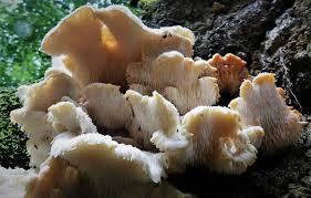 Attēlu rezultāti vaicājumam “Sarcodontia crocea”