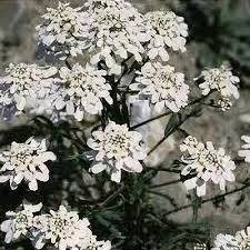 Image result for Iberis amara