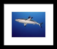 Image result for Carcharhinus amblyrhynchos
