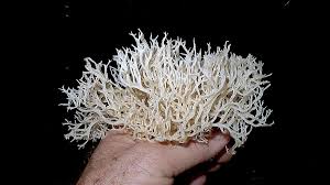 Attēlu rezultāti vaicājumam “Clavaria straminea”